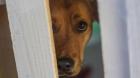 Rescatan 14 perros y cinco gatos por caso de maltrato animal en Curacautín: un sujeto fue detenido