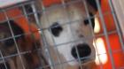 Detuvieron a hombre que mutilaba orejas y colas a cachorros sin conocimientos de medicina veterinaria