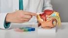 139 hombres fallecieron por cáncer de próstata en La Araucanía durante el año 2025