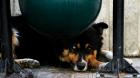 Crece la presión por un mayor control de los perros callejeros en Valparaíso