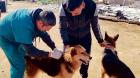 Despliegan operativo para atender a mascotas abandonadas en el desalojo