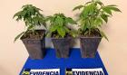 PDI incauta en Padre Las Casas plantas de cannabis sativa en proceso de crecimiento