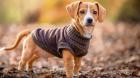 Cachorros y mascotas geriátricas se benefician al usar chalecos frente a las bajas temperaturas
