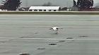 [VIDEO] Fuerte viento impide vuelo de un cisne en el Aeropuerto Carriel Sur de Talcahuano