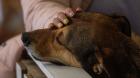 Anuncian la apertura de un albergue para mascotas en Quillota durante sistema frontal