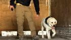Can “Koda" detectó drogas: dos extranjeros detenidos por narcotráfico en Chacalluta