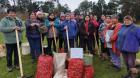 Comunidad indígena de Quinchao inició proyecto de cultivo de ajo chilote y papas nativas