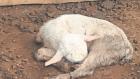 Crianceros denuncian muerte de animales y falta de ayuda después de emergencia en Atacama