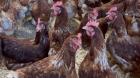 Levantan cuarentenas por influenza aviar en aves de traspatio en Negrete y Los Ángeles