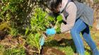 Personas mayores participan en jornada para recuperar espacio comunitario en Ancud