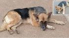 Cartagena: vecinos buscan a perrita comunitaria y su cría que sujeto se llevó en vehículo