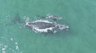 Refuerzan fiscalización en el litoral  de Iquique por acoso a ballena franca austral y su cría