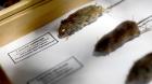 Región de Los Lagos alcanza un 66,6% de letalidad por hantavirus: es la más alta del país