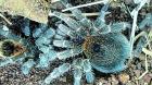 Descubren en San Juan y Cartagena una nueva especie de tarántula