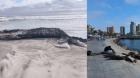 Sernapesca interpone denuncias por muerte de ballena jorobada y ataques a lobos marinos en Antofagasta