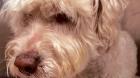 Miraflores: ladrones dejaron en estado grave a mascota familiar