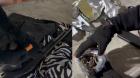 Cae banda que ingresó a casa e intimidó con armas de fuego a familia en Casablanca