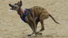 Hoy se retomará debate sobre prohibición de las carreras de galgos en el Congreso