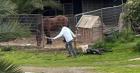 Suspenden juicio por caso de maltrato animal que dejó a perrita al borde de la muerte