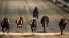 [VIDEO] Cámara de Diputados aprueba proyecto que prohíbe y sanciona las carreras de galgos