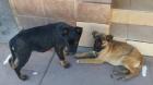 Aumentan los casos de distemper en Quillota y refuerzan operativos de prevención