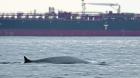 Registros ya son parte del paisaje: Cinco ballenas alimentándose en las inmediaciones de la península de Mejillones