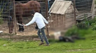 Condenan a hombre en La Ligua por maltrato animal