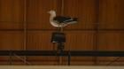 [VIDEO] ¡Volaban las plumas!: gaviota se coló en la Cámara y sorprendió a diputados