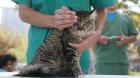 Quillota contará con clínica veterinaria móvil y defensoría de mascotas