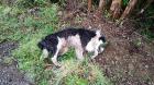 Indagan a adulto mayor que mató a balazos a perro en el sector Detico de Queilen