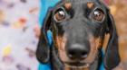 Los perros usan las consonantes para distinguir las palabras