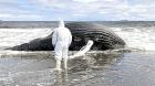 Ballena jorobada varada en Maullín era juvenil: indagan acción humana en muerte del ejemplar
