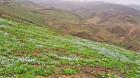 [FOTOS] Desierto florido sigue avanzando en Antofagasta: cerros muestran la transformación del paisaje