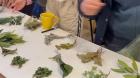 Mujeres participan en taller sobre hierbas medicinales en Castro