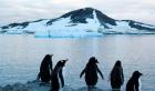 Antártida: instan a los gobiernos a aprobar nueva área marina protegida de 456.000 km²
