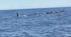 Viralizan video que registra siete orcas durante navegación en costa de Atacama