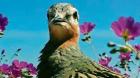 Cómo es que el desierto florido protege los huevos de un pájaro nativo