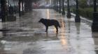 Quillota habilita albergue municipal para animales en situación de calle por sistema frontal
