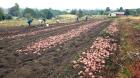 Valor de la papa se mantiene alto por lluvias y hay retraso en plantación