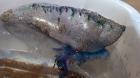 Por la presencia de fragata portuguesa prohíben el baño en playa de Algarrobo