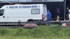 Más de 500 mascotas de Ancud fueron esterilizadas en operativos veterinarios