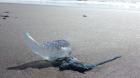 Prohíben el baño en playa de Saavedra por presencia de fragata portuguesa