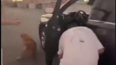 Conductor acusado de arrastrar con su vehículo a un perro en Calama fue detenido por Carabineros