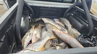 Sorprenden a pescadores recreativos con recursos en veda en la costa valdiviana