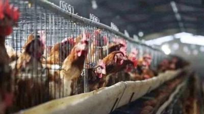 Avícolas del Biobío fortalecen normas de bioseguridad contra la gripe aviar