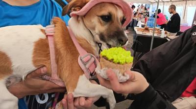 Perrifest vuelve con su segunda edición y suma más actividades para las familias de Osorno