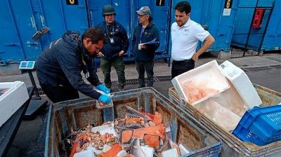 En el Terminal Pesquero de Santiago incautaron salmones robados en Puerto Montt y Calbuco