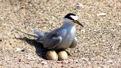 Entra en vigencia legal plan para conservación del gaviotín chico en la zona norte