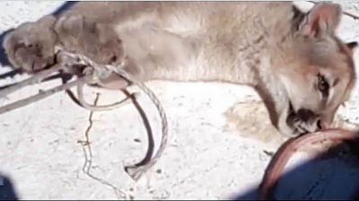 Denunciaron ante la Fiscalía una presunta matanza de pumas en Cochamó