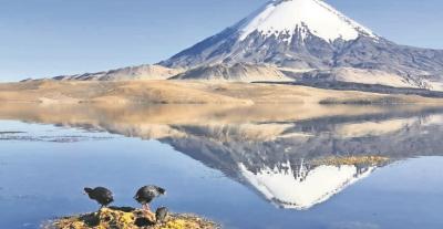 7.400 litros de aceite de soya ya extrajeron desde derrame en lago Chungará